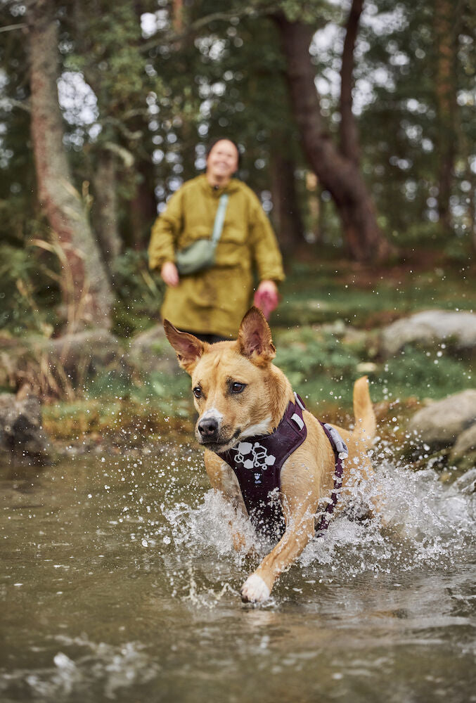 Arnés Weekend Warrior II ECO – Eggplant