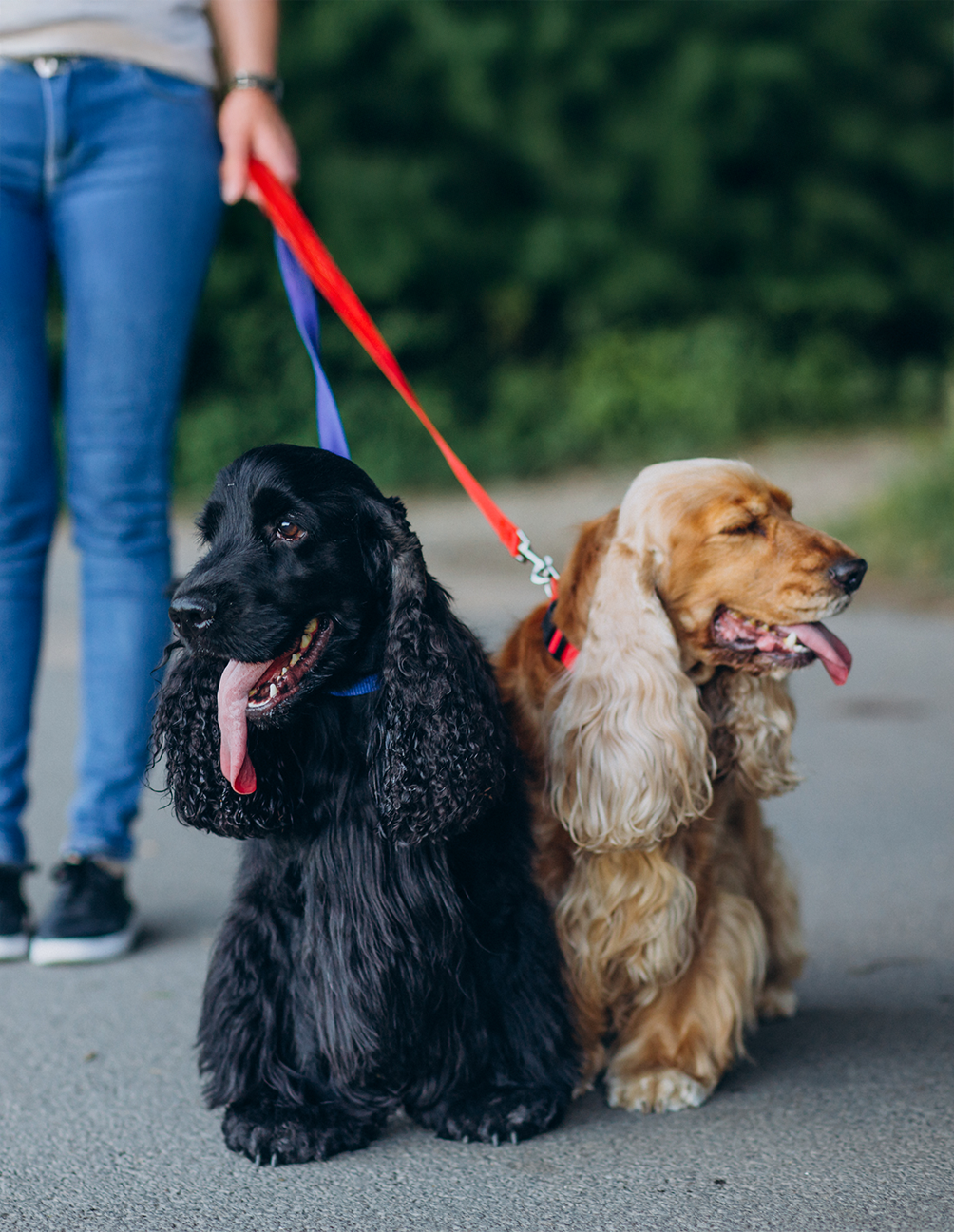 Paseo Grupal – 1 hora