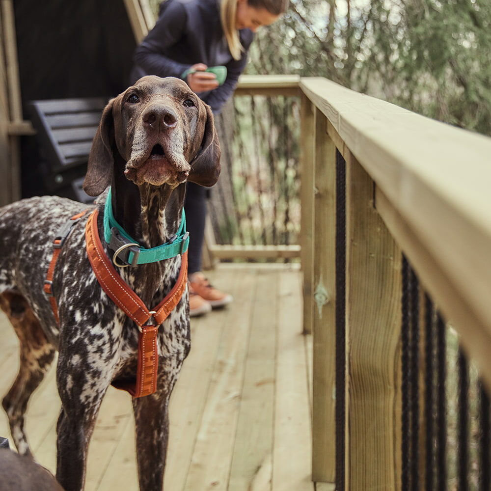 Arnés Casual Y ECO – Cinnamon