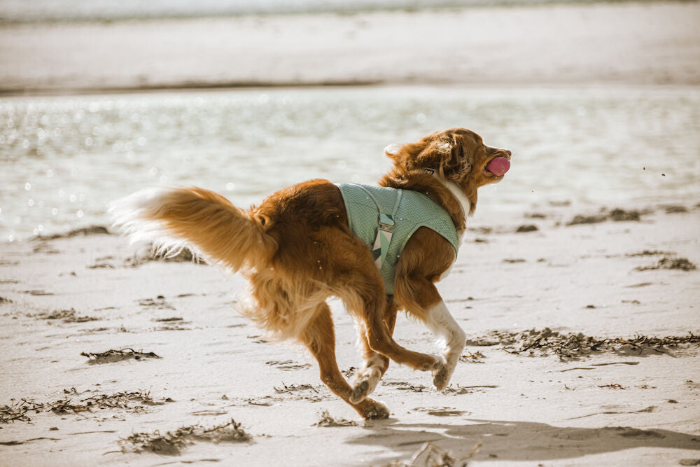 Chaleco Refrigerante - Cooling Wrap