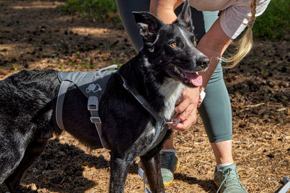 Arnés Safeguard ECO – Blackberry