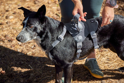 Arnés Safeguard ECO – Blackberry