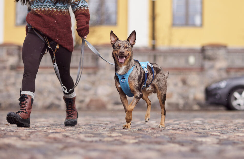 Arnés Safeguard ECO – Ocean