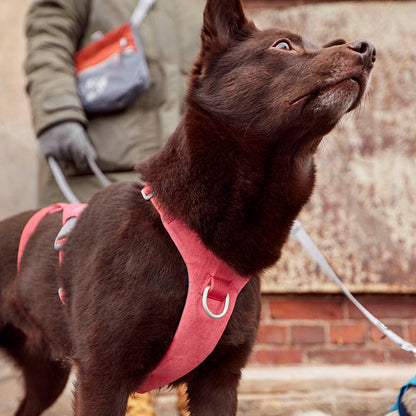 Arnés Safeguard ECO – Strawberry