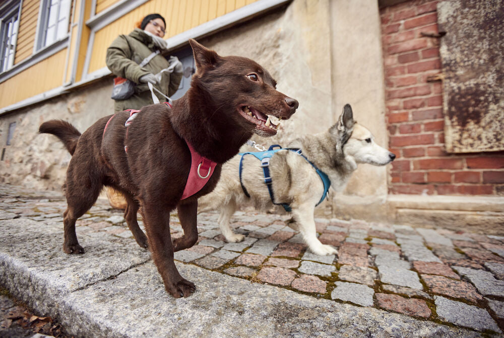 Arnés Safeguard ECO – Strawberry