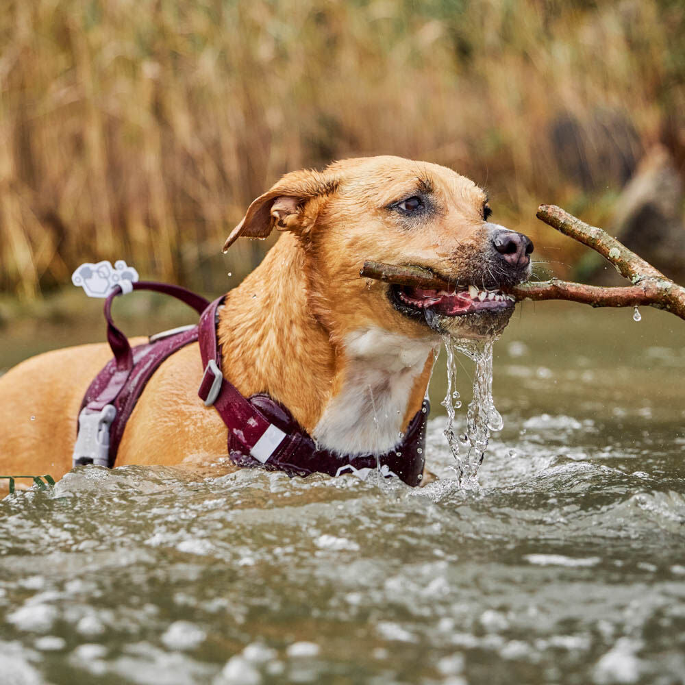 Arnés Weekend Warrior  II ECO – Eggplant