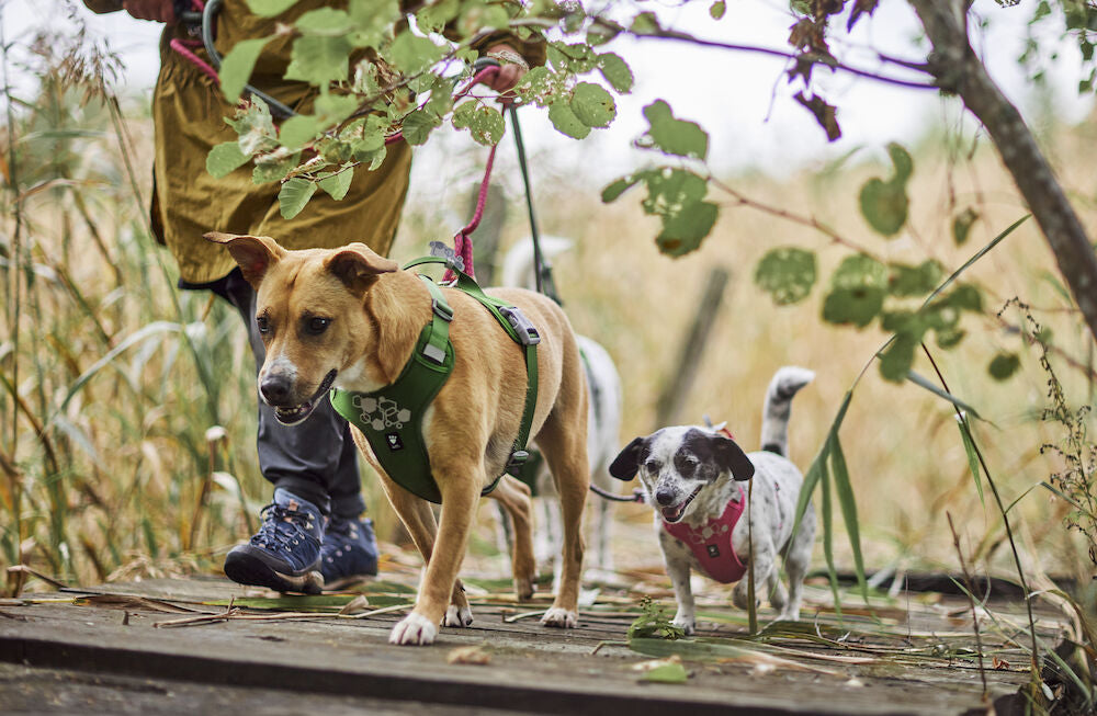 Arnés Weekend Warrior II ECO – Parsley