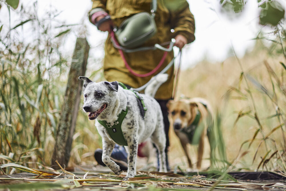 Arnés Weekend Warrior II ECO – Parsley