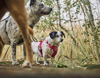 Arnés Weekend Warrior  II ECO – Ruby