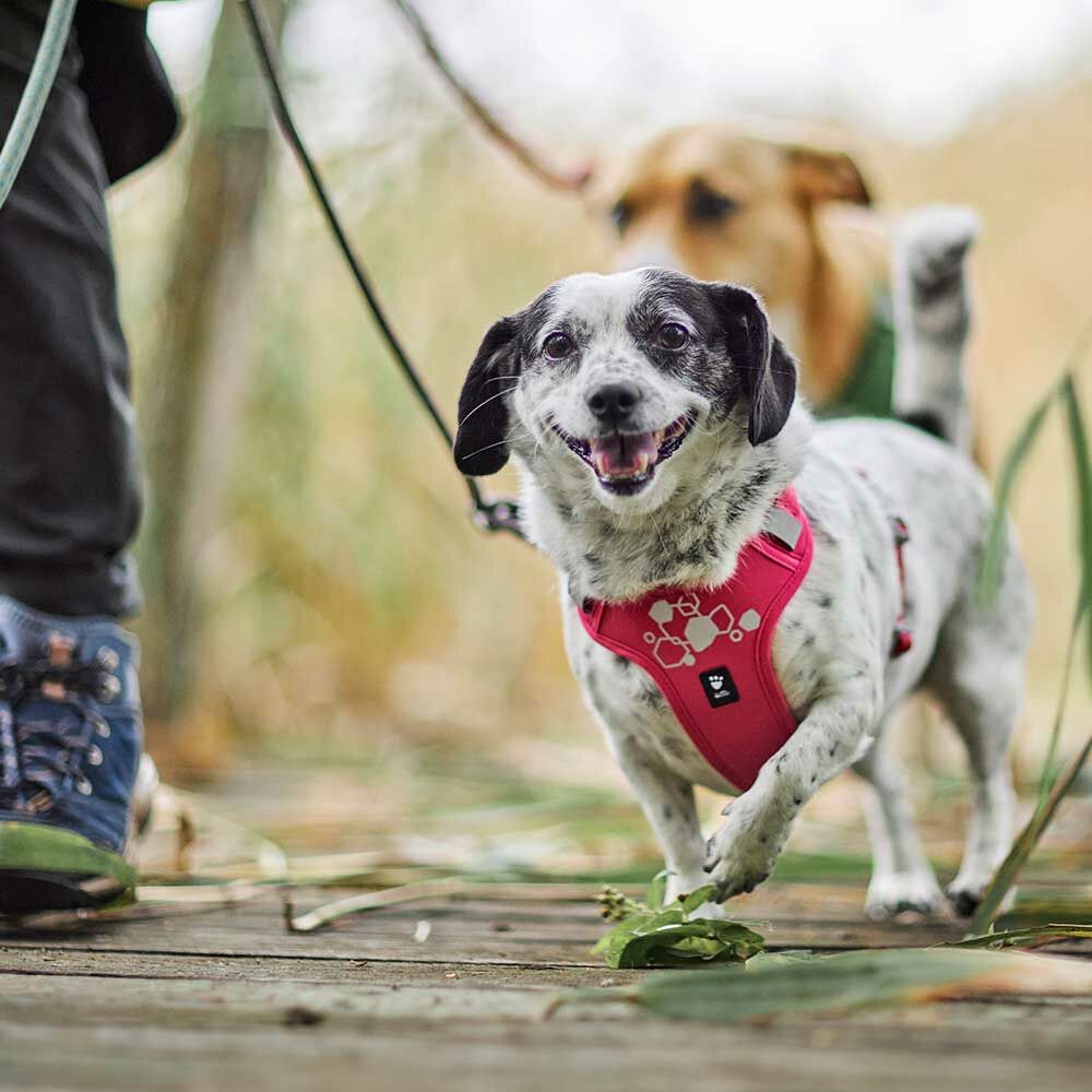 Arnés Weekend Warrior  II ECO – Ruby