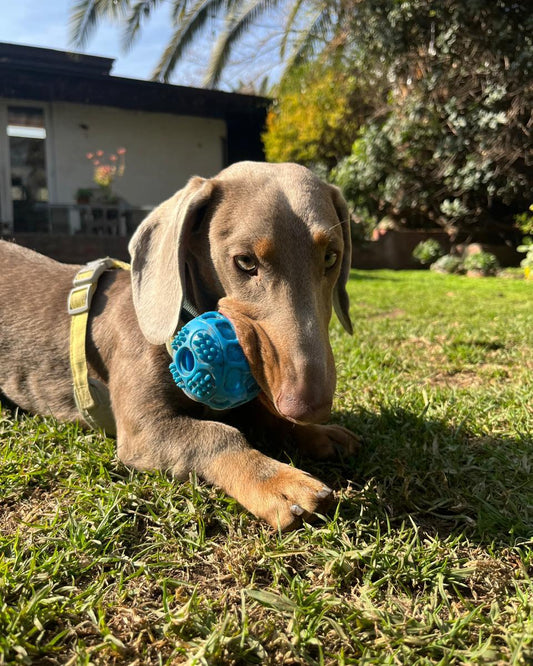 Guardería Canina - Cuidado durante el día