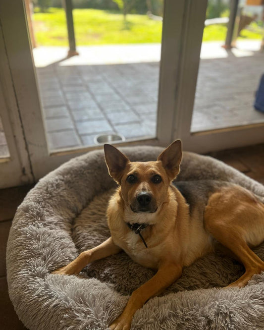 Hotel Canino - Estadía día y noche 