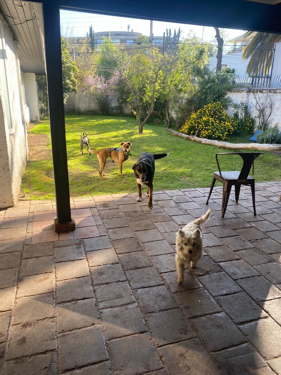 Guardería Canina - Cuidado durante el día