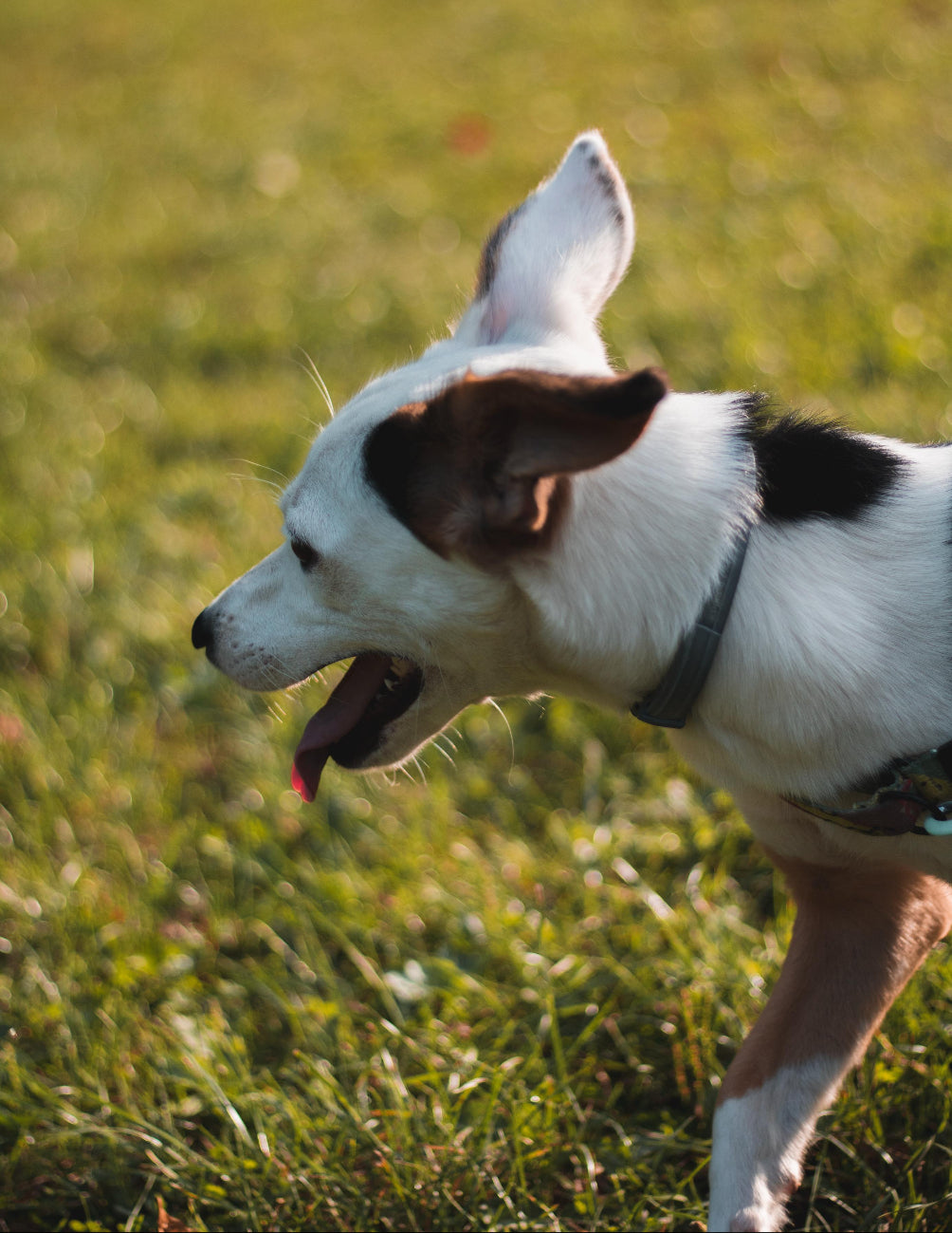Guardería Canina - Cuidado durante el día