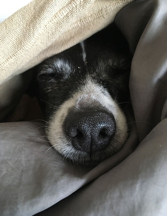 Hotel Canino - Estadía día y noche 