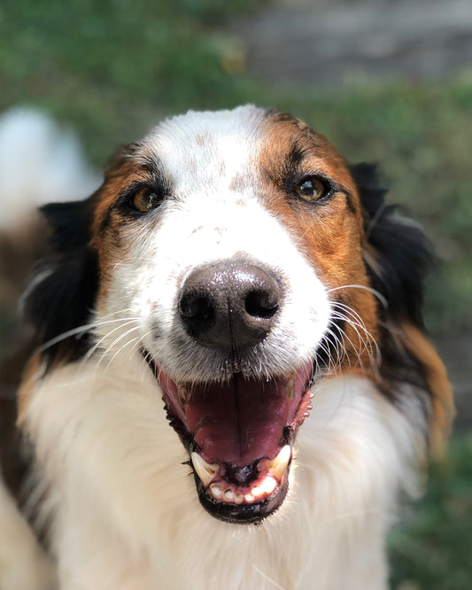 Visita evaluación (requisito clientes nuevos)